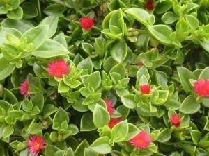 Rocío Aptenia cordifolia