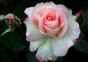 Rosa Charles Aznavour