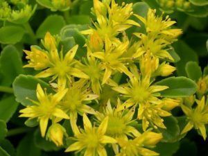 Sedum amarillo planta suculenta con flor