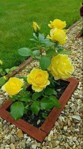 decoracion con rosas amarillas en el jardin