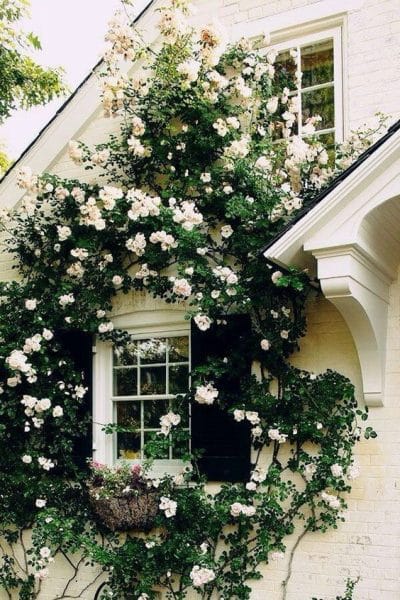 decoracion de jardines con rosas blancas
