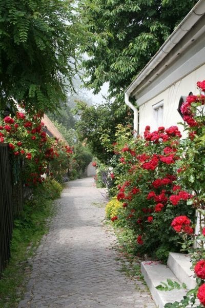 decoracion de jardines con rosas rojas