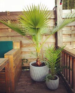 decorar jardines con palmeras ornamentales Washingtonia