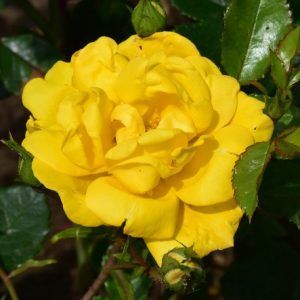 rosa floribunda Allgold amarilla