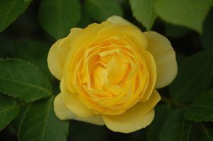 rosa floribunda Comtesse Du Barry amarilla