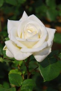 rosa floribunda Georgette