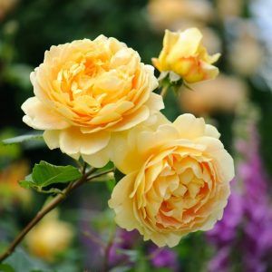 rosa floribunda Golden Centennial amarilla