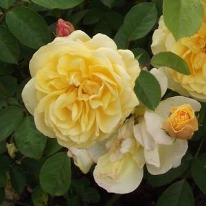 rosa floribunda Golden Delight amarilla