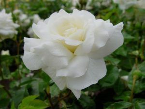 rosa floribunda Irene
