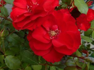 rosa floribunda La Sevillana
