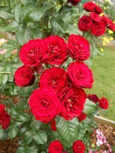rosa floribunda Lavaglut