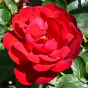 rosa floribunda Lilli Marleen