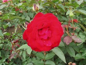 rosa floribunda Pussta