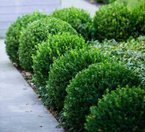 Boj cercos enanos para delimitar espacios en el jardin