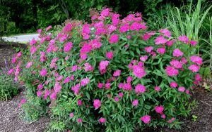 Espirea del Japón rosada