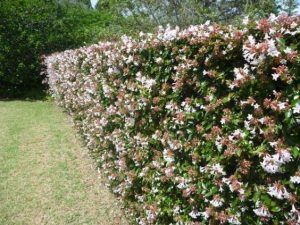 abelia grandiflora arbusto cerco