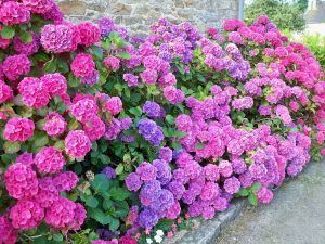 cerco con hortensias