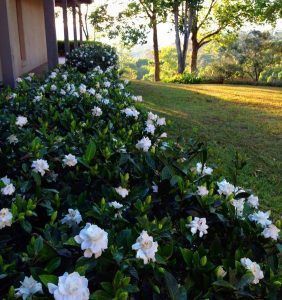 jazmin con flores grandes arbusto ornamental