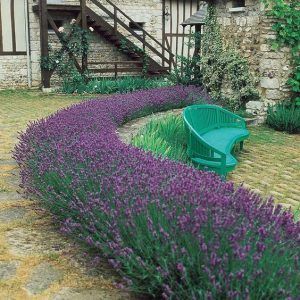 lavanda arbusto ornamental