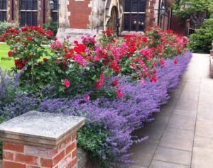 plantas ornamentales exterior lavanda con rosales