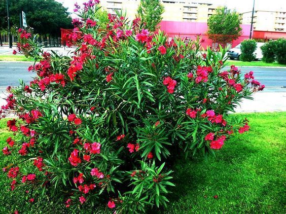 Acercarse excepción reacción Adelfa Arbusto con flor ornamental - Casa Web