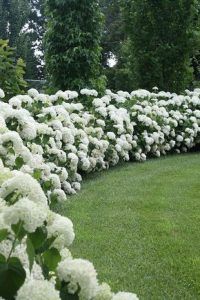 Arbusto ornamental Hortensia blanca