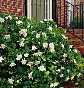 Gardenia flor blanca Arbusto ornamental 