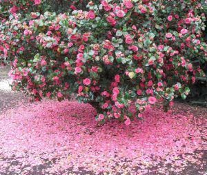 arbusto con flores camelia