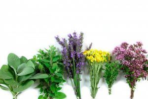 plantas aromaticas clasificacion