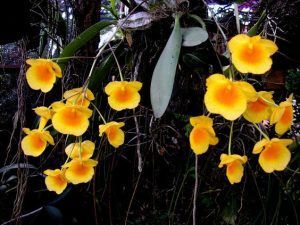 Dendrobium orquidea