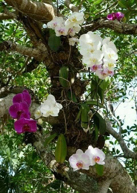 Orquídeas epífitas crecen en el aire