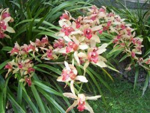 Orquídeas terrestres