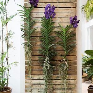 Vanda orquidea en pared decoracion exterior