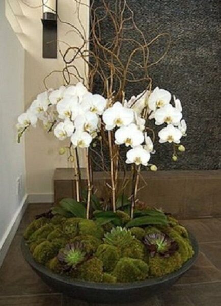 decorar con orquideas en el interior Orquídeas semiterrestres
