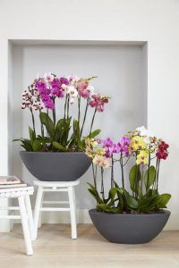 decorar interior con orquideas Phalaenopsis