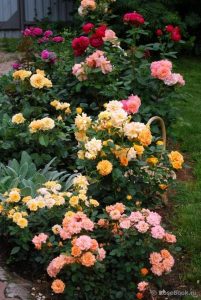 cantero de jardin con rosas de colores variados