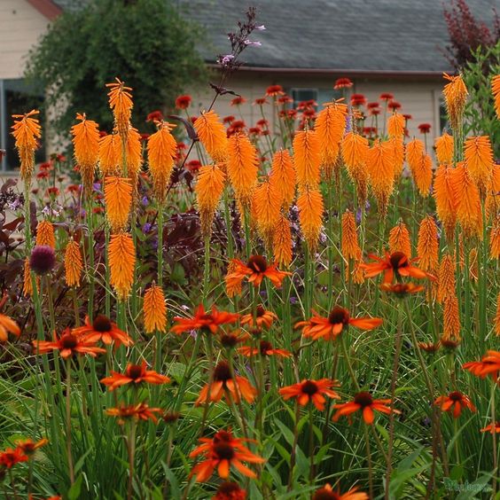 jardin con flores anaranjadas monocromatico