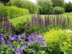 jardin con flores monocromaticas lilas