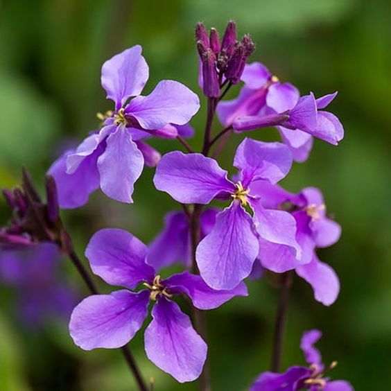 Arabis con flor violeta