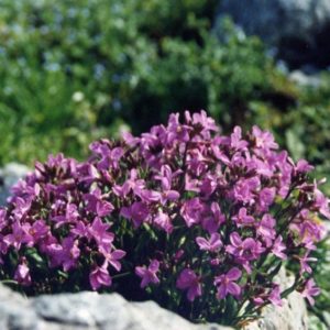 Arabis fucsia entre rocas del jardin