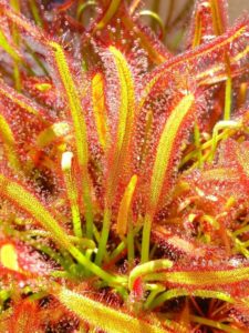 Droseras planta carnivora 1