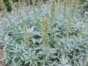 Planta en flor Artemisa