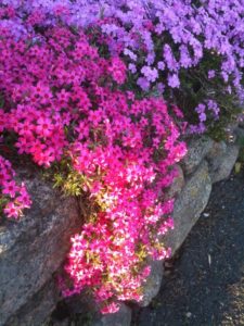 alborada planta rastrera con flor