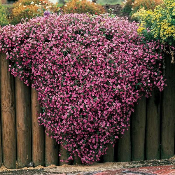 alborada planta rastrera con flor rosada