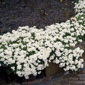 cantero con arabis blanca