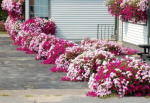 canteros de jardin con petunias