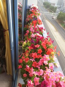 decoracion de balcon con petunias