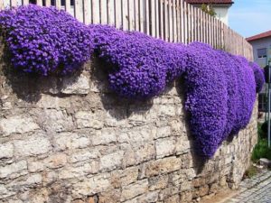 decoracion de muros con flores Arabis