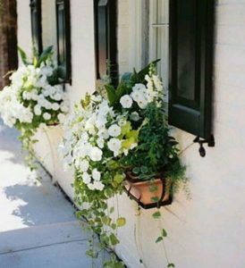 decorar ventana con petunias blancas