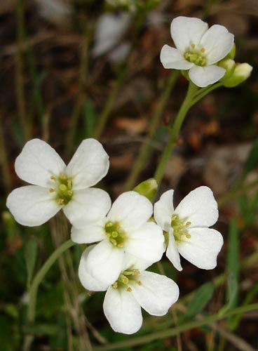 flor de arabis blanca